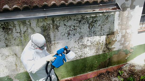 Top rated local Attic Mold Remediation specialists in Weston, FL